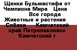 Щенки Бульмастифа от Чемпиона Мира › Цена ­ 1 000 - Все города Животные и растения » Собаки   . Камчатский край,Петропавловск-Камчатский г.